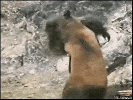 bear fighting GIF