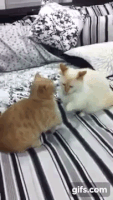 cat fight GIF