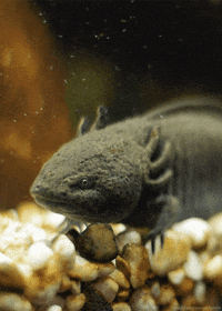 Ajolotes Gifs Get The Best Gif On Giphy Ajolotes Gifs Get The Best Gif On Giphy