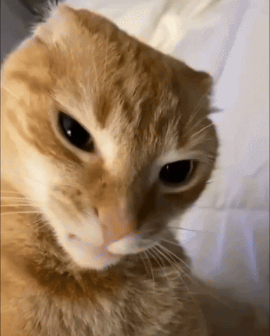 Cat Orangecat GIF by ibloggertop