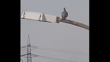 Biden Putin Pigeon Trump GIF