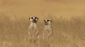 Wildlife gif. Sitting up in a grassy field, a meerkat turns toward another meerkat, hugs it and appears to give it a smooch. Text appears above them, "I love you," along with a growing red emoji heart.