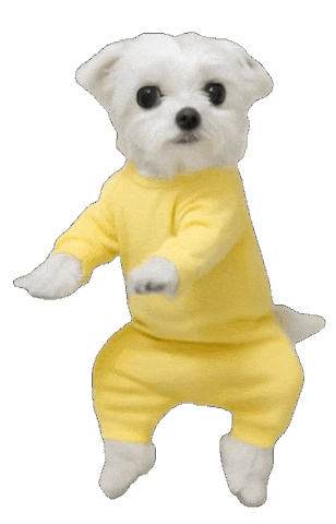 말티즈쪼꼬 Sticker