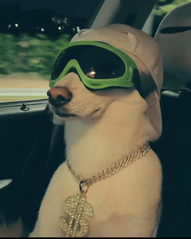 Dawg GIF