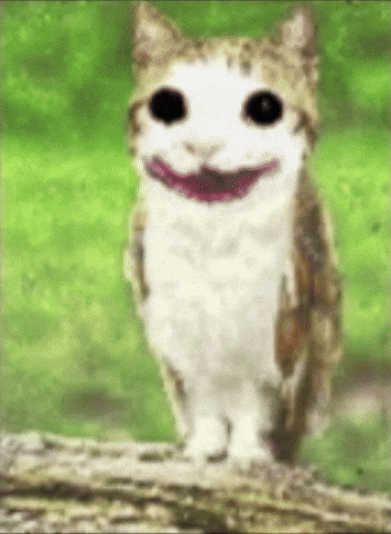 Meowl GIF