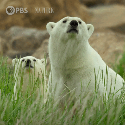 Hungry Polar Bear GIF by Nature on PBS