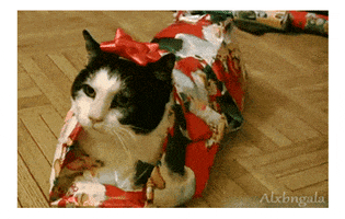 cat christmas present gift christmas animals