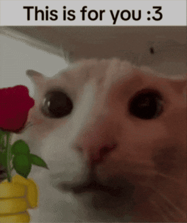 Cat Give GIF