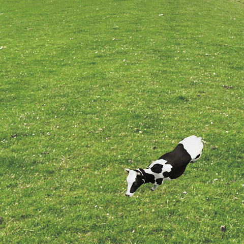 Giphy - Cow Love GIF by Ostfriesland