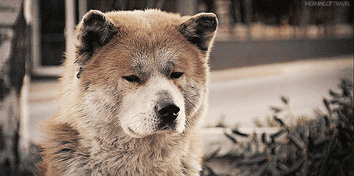 Hachiko A Dogs Story Dog GIF - Find & Share on GIPHY