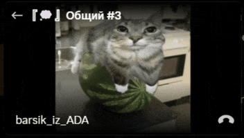 Barsik-Kot GIF