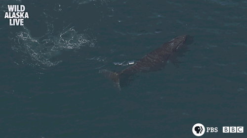 rainbow wildlife GIF