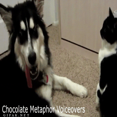 meow behave GIF