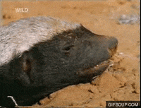Badger GIFs - Find & Share on GIPHY