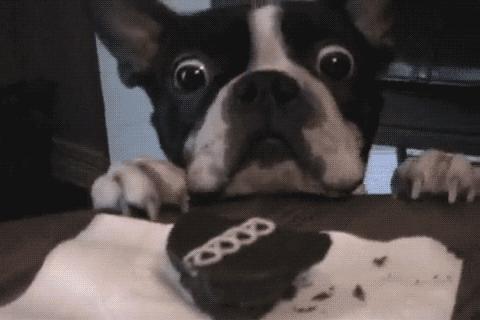 dogs food wake up smell happy cute funny dog sleeping sleep hungry animals gif  gifs - Find and share funny GIFs on GIFsme