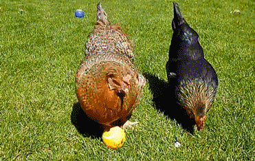 eggs chickens GIF by Cheezburger