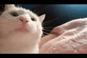 Cat Meme GIFs - Get the best GIF on GIPHY