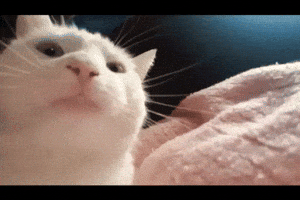 Vibing White Cat GIF Vibing White Cat GIF