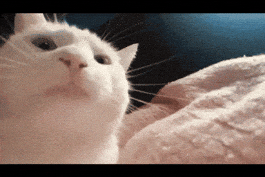 Giphy - Vibing White Cat GIF