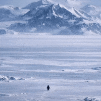 Penguin Motivation GIF