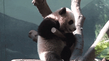 gripping panda bear GIF