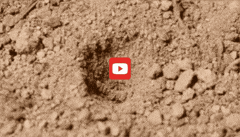 GIF by KQEDScience