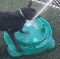New trending GIF tagged funny animals dog water…
