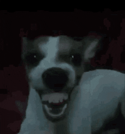 Dog Laughing GIF