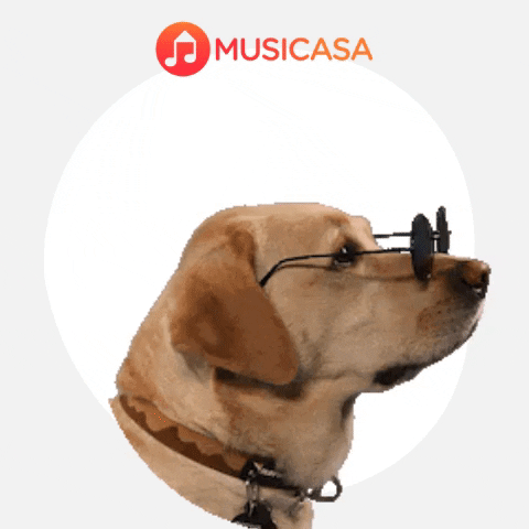 Cool GIF by Musicasa