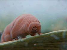 source.gif