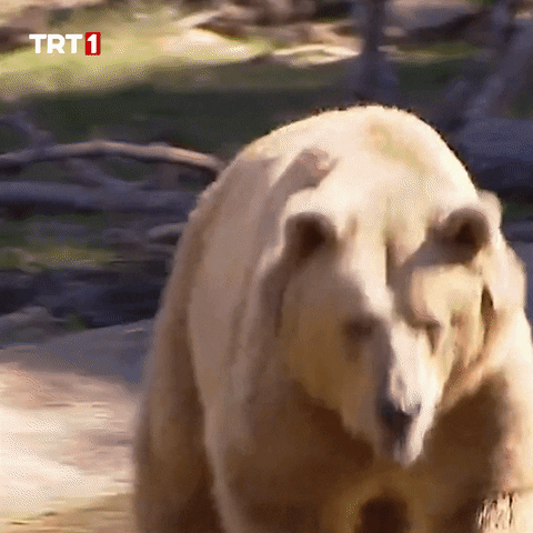Angry One Minute GIF by TRT
