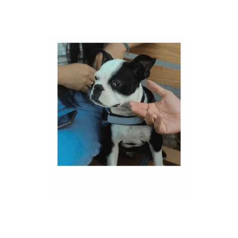 Pet Sticker