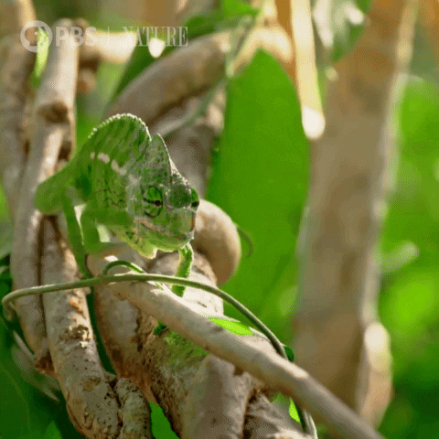 Angry Bbc GIF by Nature on PBS