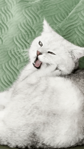 Cute Cat GIF