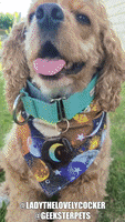 Cocker Spaniel Lady GIF by Geekster Pets