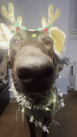 Navidad GIF
