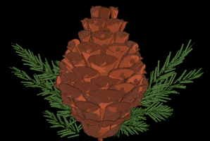 Pine Pinecone GIF by LadyMo