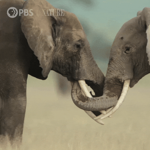 Explore Pbs Nature GIF by Nature on PBS