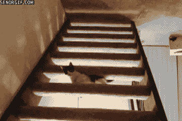 cat stairs