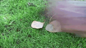 grace_ig  GIF