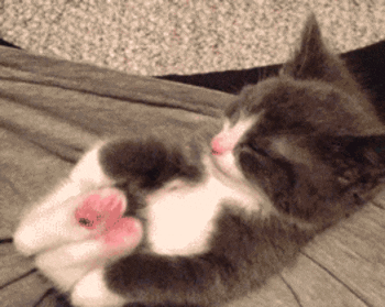 Cats Hug GIF - Find & Share on GIPHY