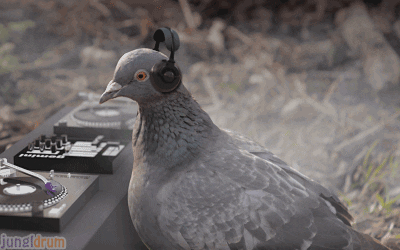 pigeoning meme gif