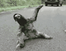 Sloths animated GIF