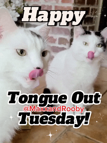 Happy Cats GIF