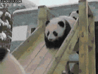 Laughing-panda-anime GIFs - Get the best GIF on GIPHY