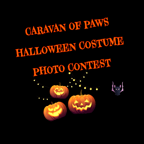 Halloween GIF by Caravan of Paws