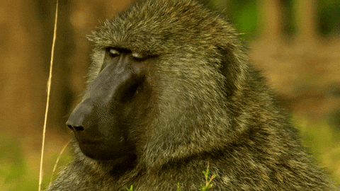 Sad Baboon Gif By Discovery Find Share On Giphy