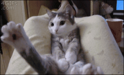 New trending GIF tagged cat falling legs slipping… | Trending Gifs
