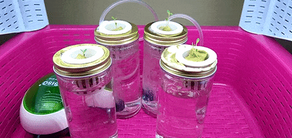 Plant GIF