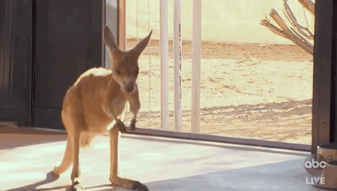 Baby-kangaroo GIFs - Get the best GIF on GIPHY